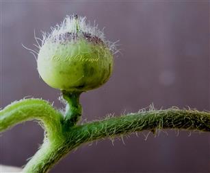  Fruit